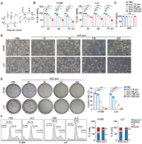 guo et al 2024
